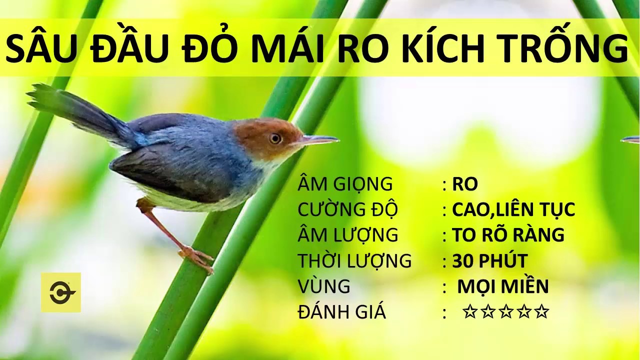 Tiếng Hót Chim Sâu Đầu Đỏ Gallery 2