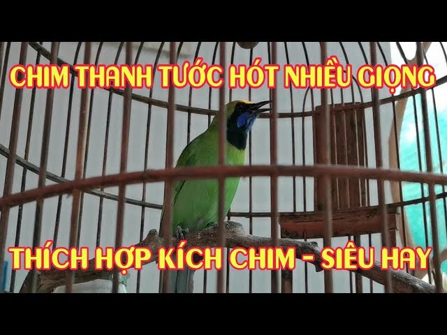 Tiếng Hót Chim Thanh Tước Gallery 2