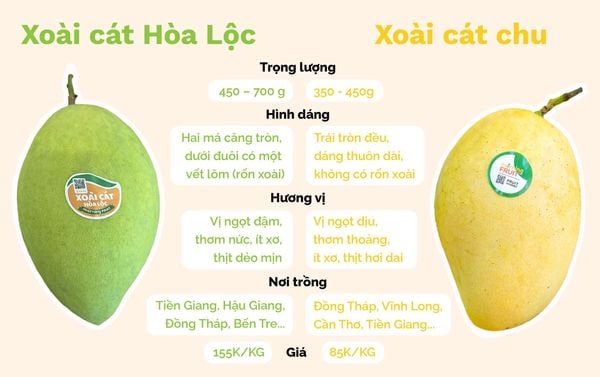 Cách Nhận Biết Xoài Cát Hòa Lộc