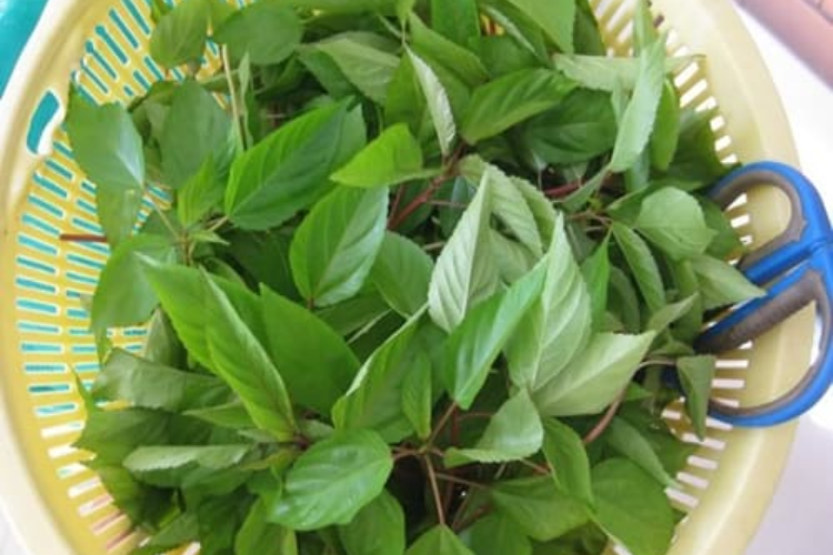 Cách Nhặt Rau Đay