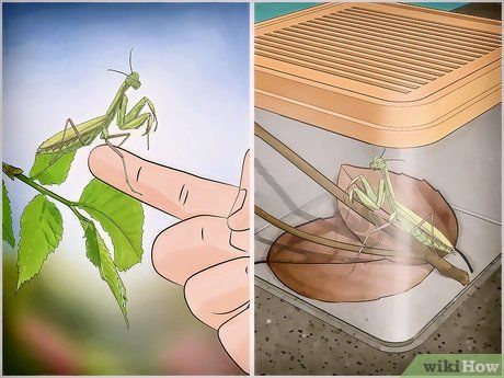 Cách Nuôi Bọ Ngựa: Hướng Dẫn Chi Tiết Từ A-Z