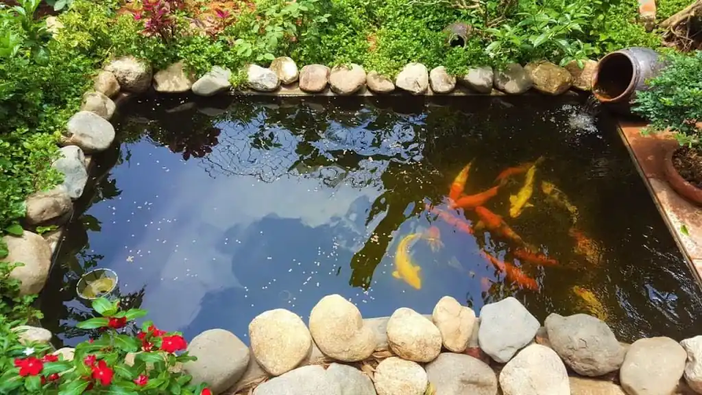 Cách Nuôi Cá Koi Trong Bể Xi Măng