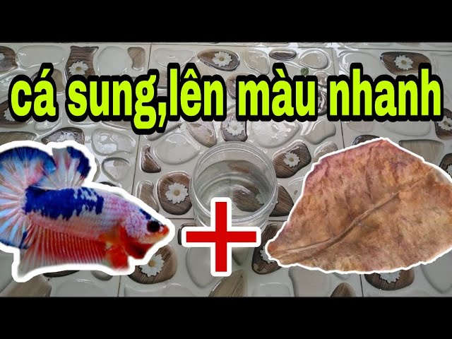 Cách Nuôi Cá Lia Thia Lên Màu Đẹp