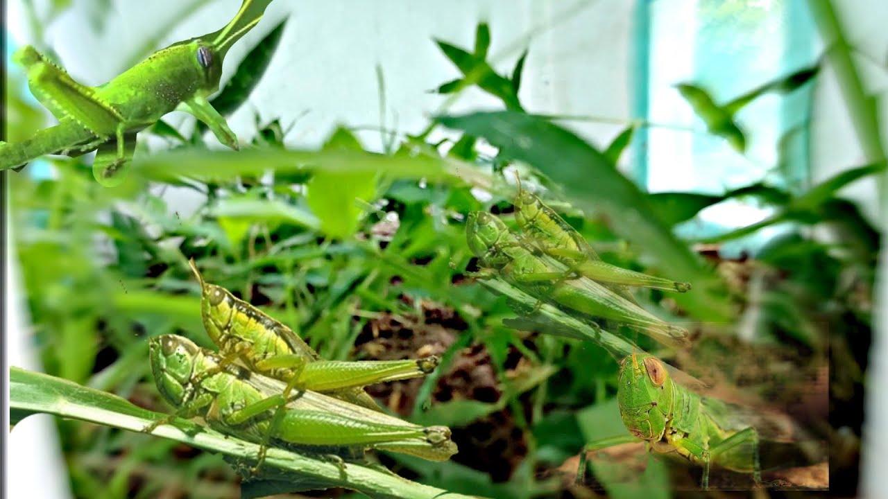 Cách Nuôi Cào Cào Hiệu Quả