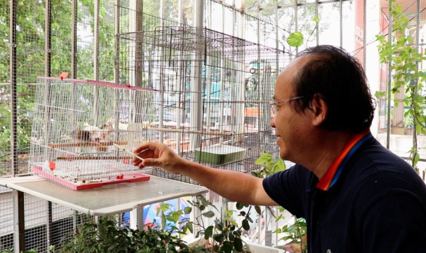 Cách Nuôi Chào Mào Cho Người Mới Chơi