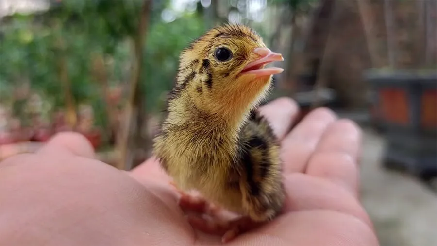 Cách Nuôi Chim Cút Mới Nở