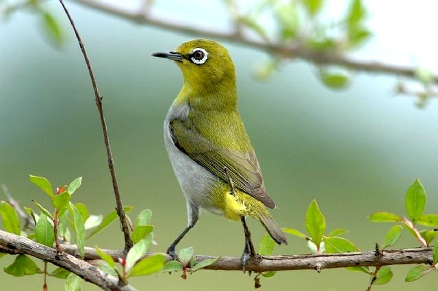 Cách Nuôi Chim Khuyên: Hướng Dẫn Chi Tiết Từ A đến Z