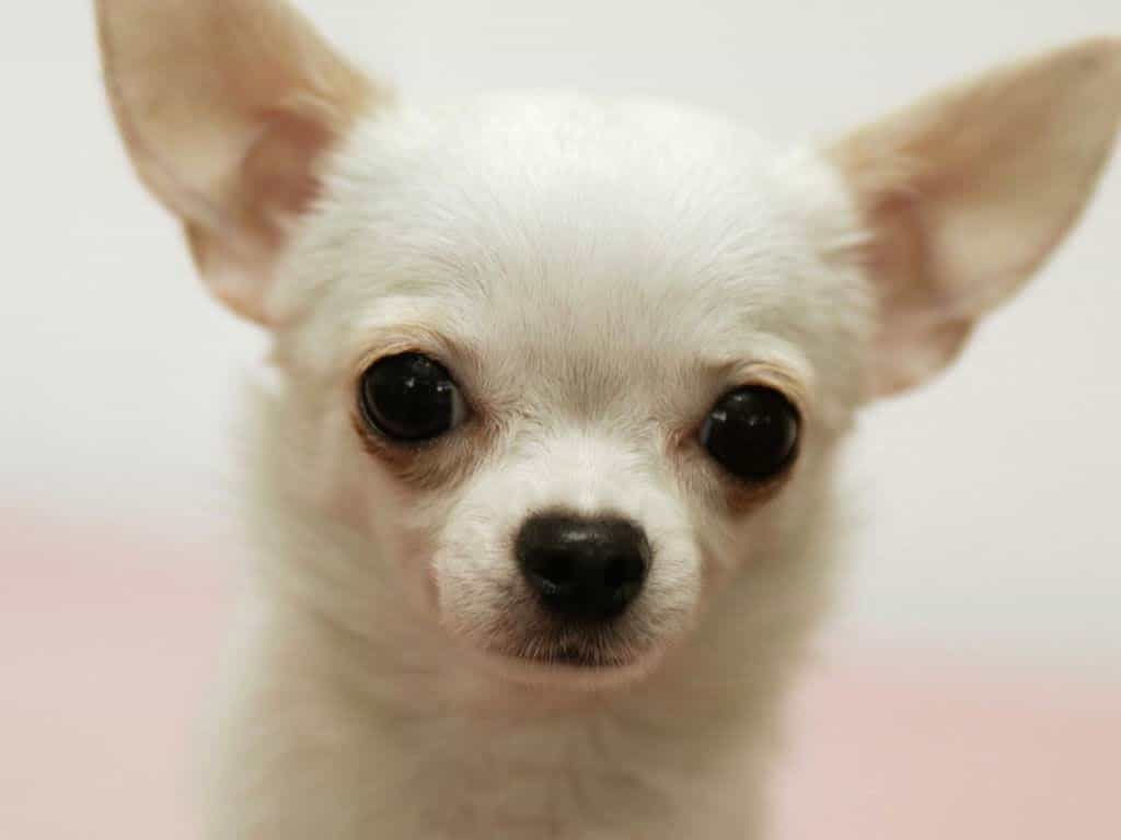 Cách Nuôi Chó Chihuahua: Hướng Dẫn Chi Tiết Từ A-Z