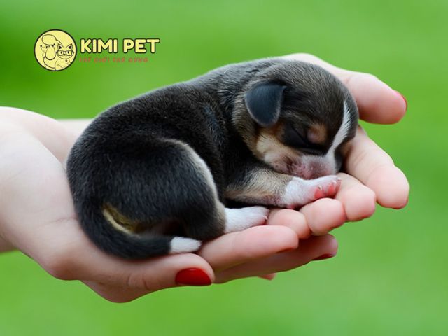 Cách Nuôi Chó Con Mới Đẻ Bị Mất Mẹ