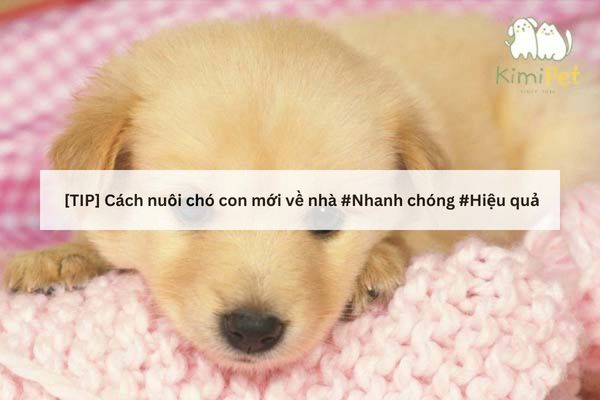 Cách Nuôi Chó Con Mới Về Nhà
