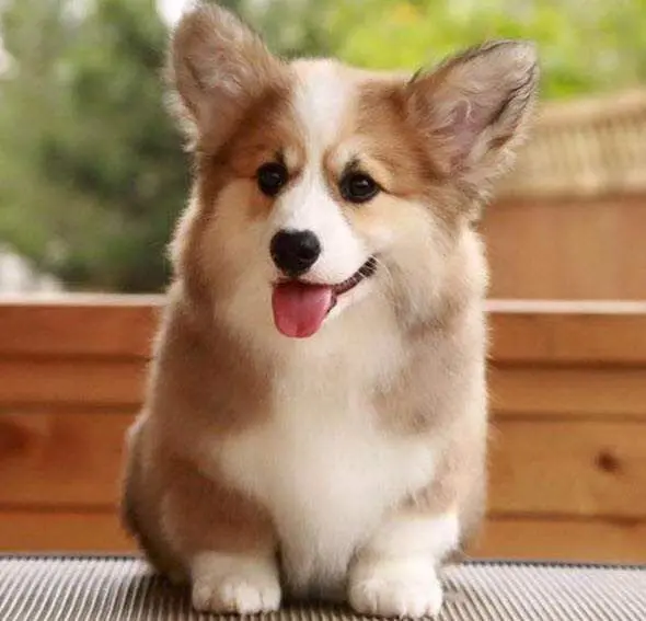 Cách Nuôi Chó Corgi: Hướng Dẫn Chi Tiết Từ A Đến Z