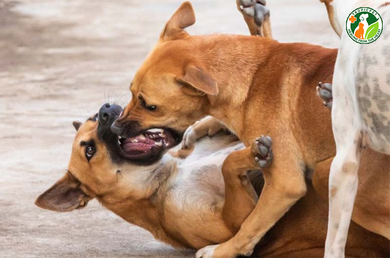 Cách Nuôi Chó Đàn Không Cắn Nhau