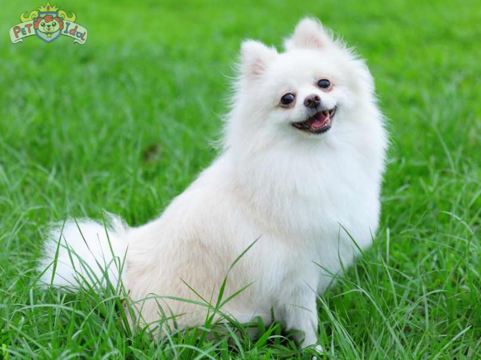 Cách Nuôi Chó Phốc Sóc Lai Nhật