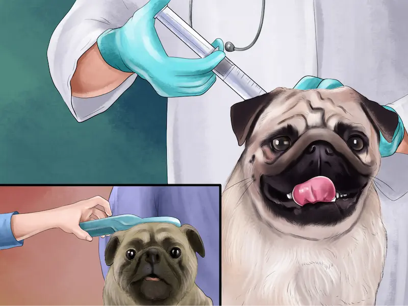Cách Nuôi Chó Pug Không Hôi