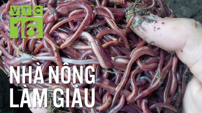 Cách Nuôi Giun Đất Tại Nhà Hiệu Quả