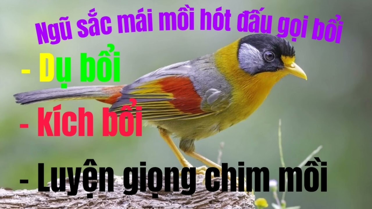 Ngũ Sắc Mái Kích Trống Gallery 2