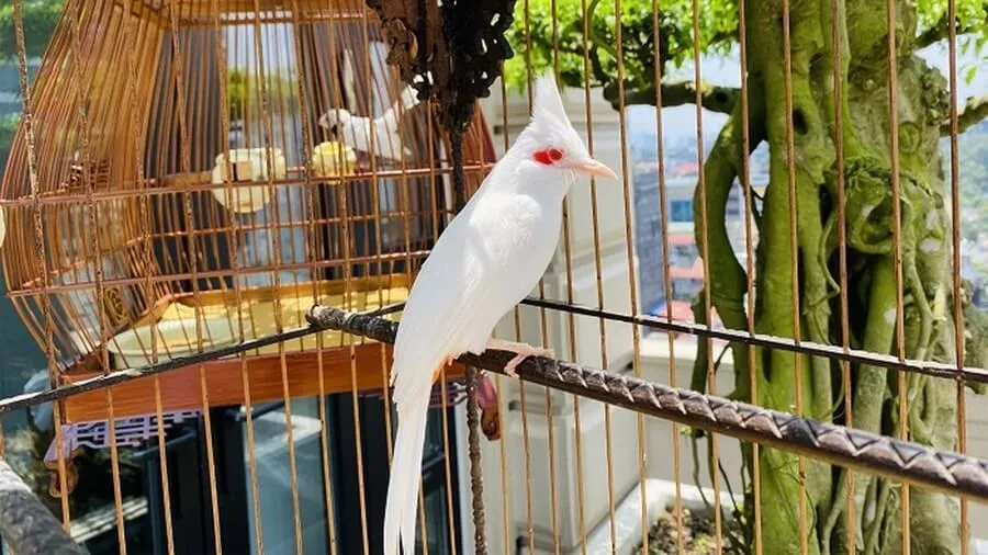 Cách Nuôi Nhiều Chào Mào Trong Nhà