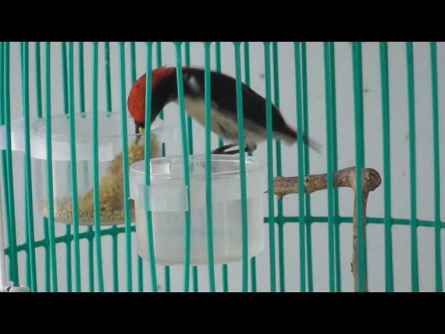 Cách Nuôi Ốc Mít Căng Lửa