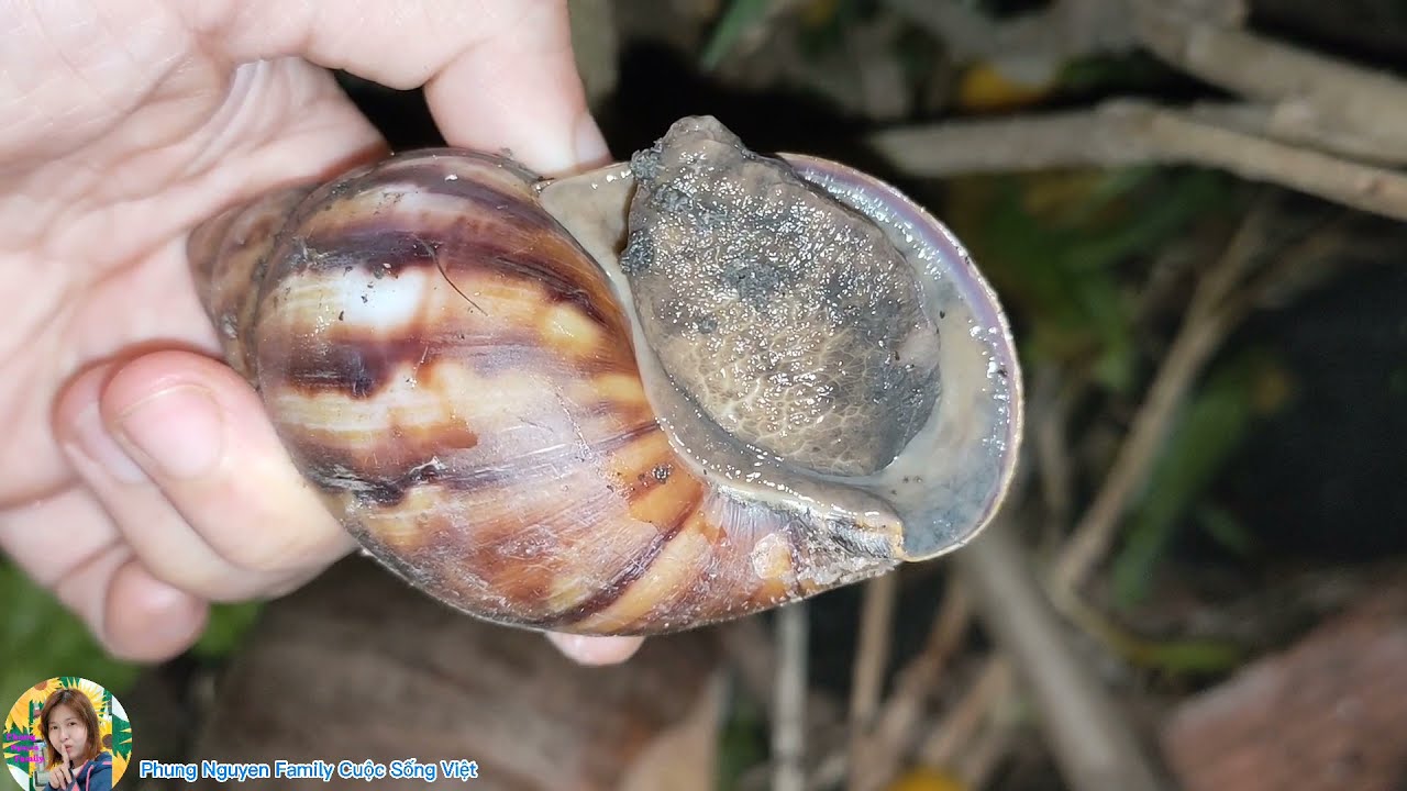 Cách Nuôi Ốc Sên Tại Nhà