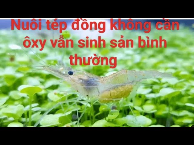 Cách Nuôi Tép Đồng Hiệu Quả