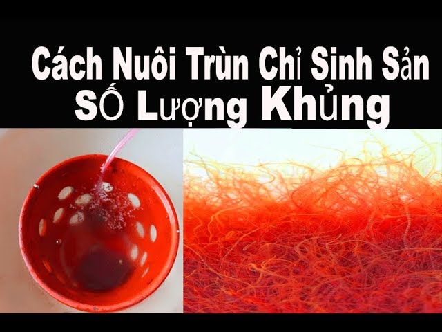 Cách Nuôi Trùn Chỉ Hiệu Quả