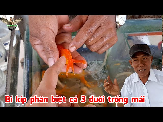 Cách Phân Biệt Cá Ba Đuôi Trống Mái