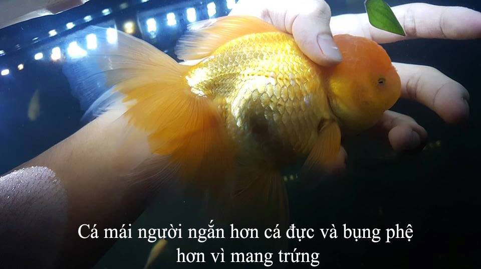 Cách Phân Biệt Cá Ba Đuôi Trống Mái Gallery 2