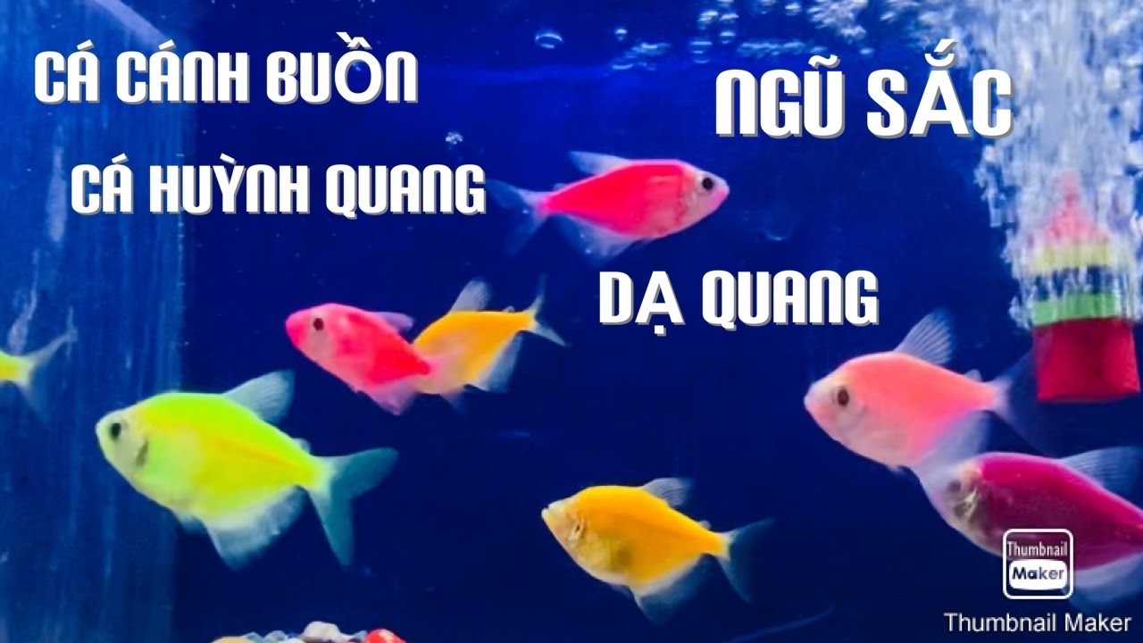 Cách Phân Biệt Cá Cánh Buồm Đực Và Cái