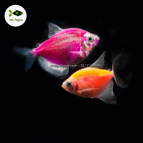 Cách Phân Biệt Cá Cánh Buồm Đực Và Cái Gallery 2