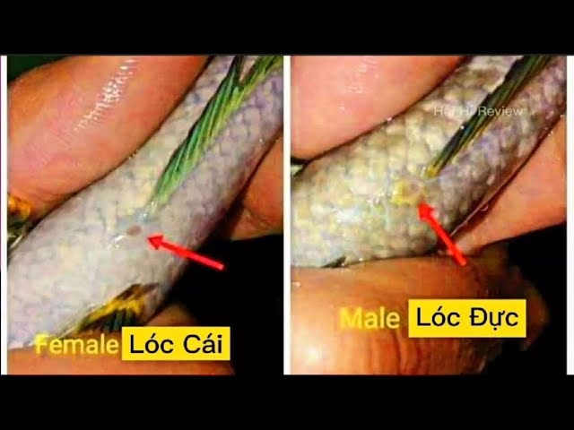 Cách Phân Biệt Cá Lóc Vây Xanh Trống Mái