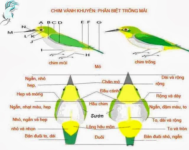 Cách Phân Biệt Chim Khướu Trống Mái