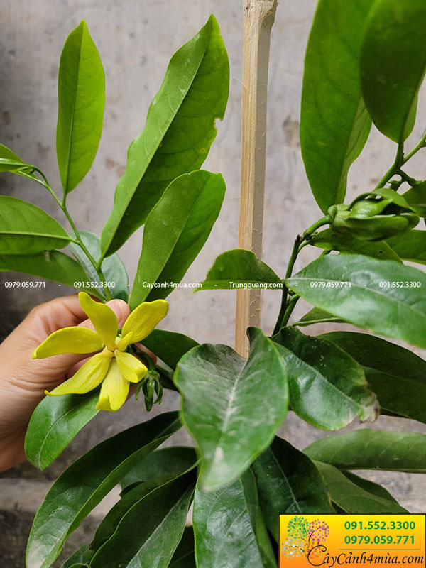 Mảnh dẻ là gì? Gallery 2