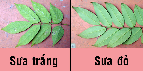 Cách phân biệt Sưa đỏ và Sưa trắng