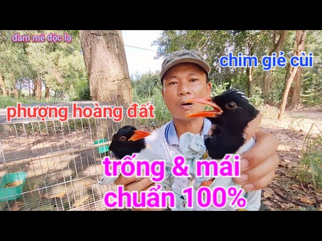 Tiếng Hót Phượng Hoàng Đất Gallery 2