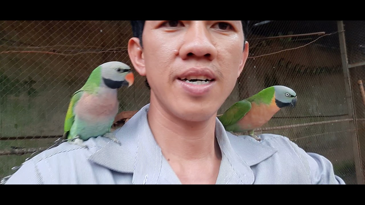 Vẹt Ngực Hồng Mái Gallery 2
