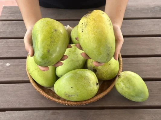 Xoài Tứ Quý Ăn Sống Hay Chín? Gallery 2
