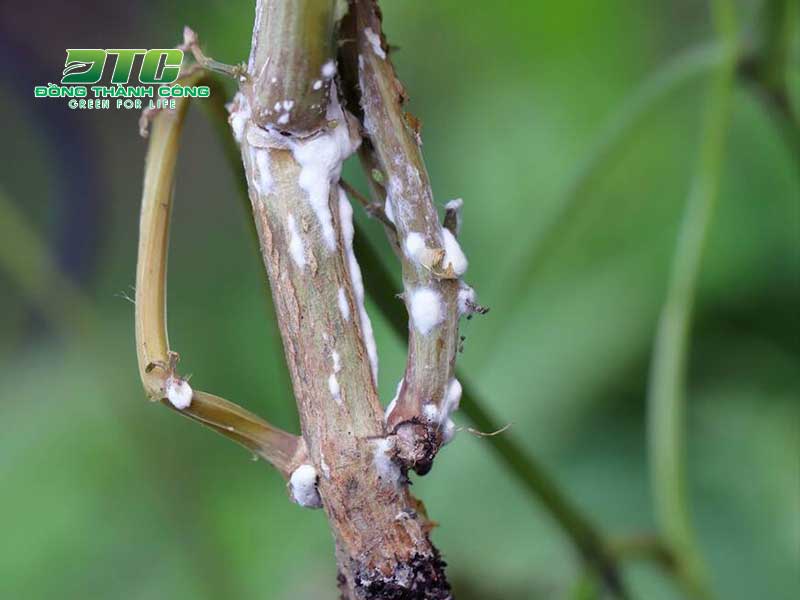 Rễ cây bị nấm trắng: Nguyên nhân, cách phòng trừ và khắc phục Gallery 2