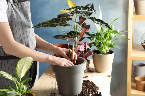 Cây Trồng Chậu Trước Nhà: Làm Đẹp Ngôi Nhà Và Tạo Không Gian Xanh Gallery 2