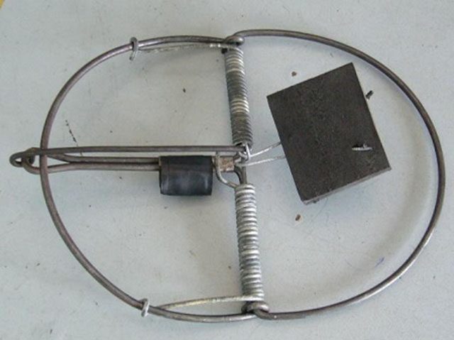 Cách Sử Dụng Bẫy Chuột Kẹp Hiệu Quả