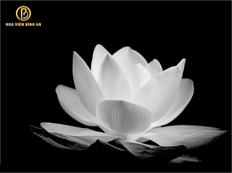 Bông Sen Đám Tang: Ý Nghĩa và Cách Sử Dụng Gallery 2
