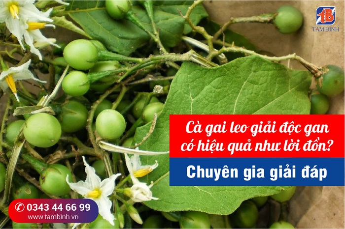 Thuốc Giải Độc Gan Cà Gai Leo Gallery 2
