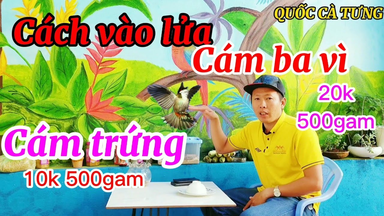 Cám Ba Vì Cho Chào Mào: Bí Quyết Nuôi Chào Mào Khỏe Mạnh, Hót Hay Gallery 2