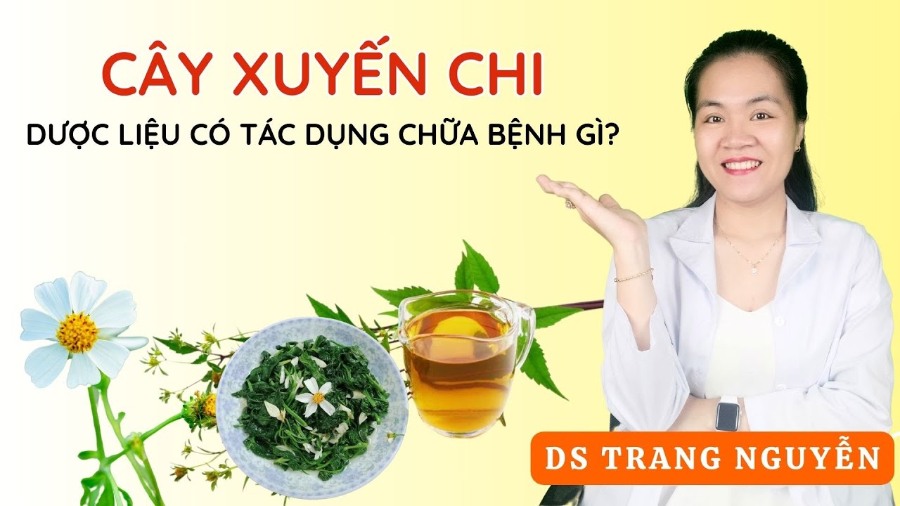 Tác dụng của cây Xuyến Chi Gallery 2