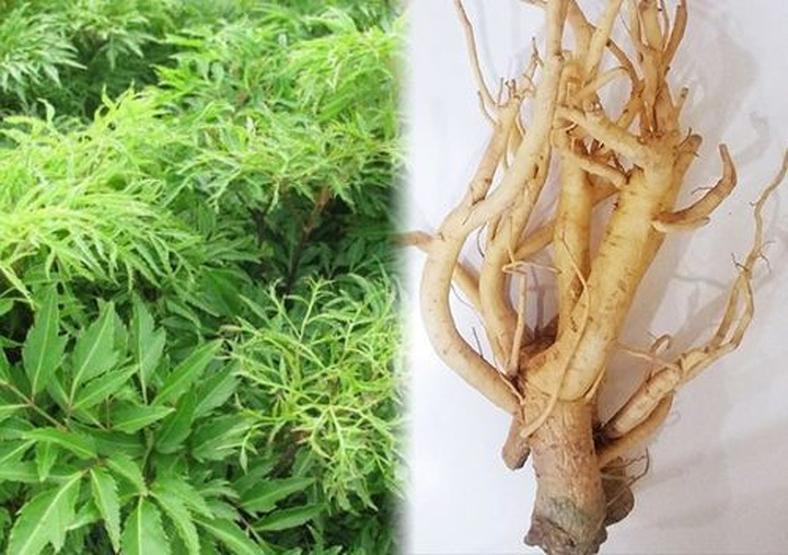 Cách Sử Dụng Củ Đinh Lăng Tươi Hiệu Quả Nhất