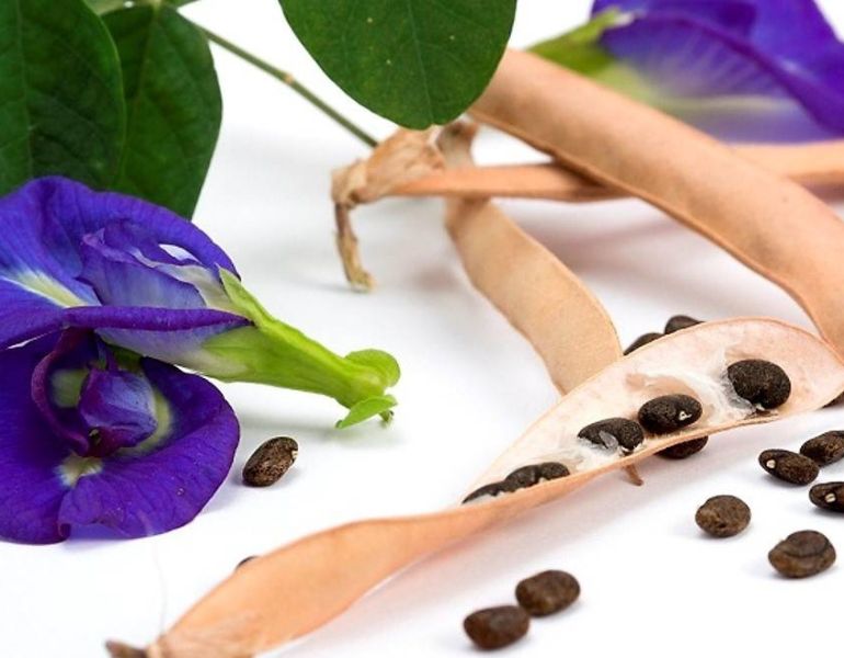 Hạt Đậu Biếc Có Tác Dụng Gì? Gallery 2