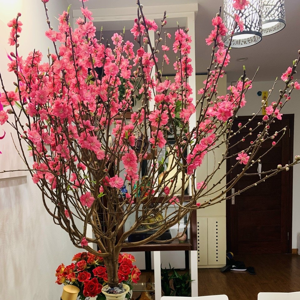Cánh Mai Vàng Cành Đào Hồng Thắm Tươi Gallery 2