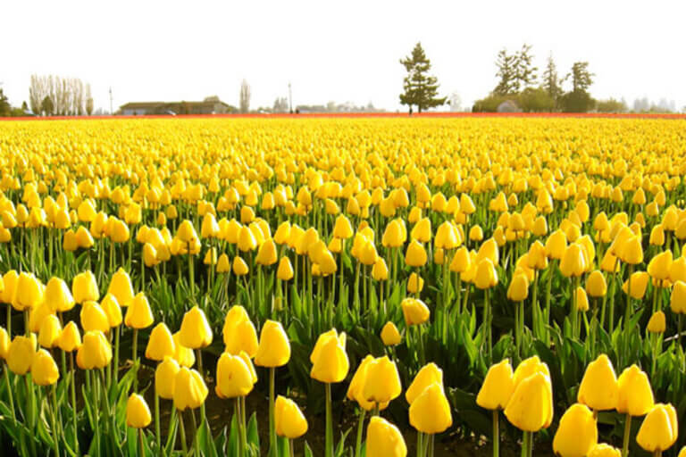 Tulip Vàng Có Ý Nghĩa Gì? Gallery 2