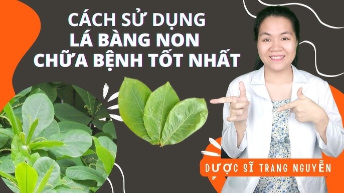 Tác dụng của lá bàng non Gallery 2
