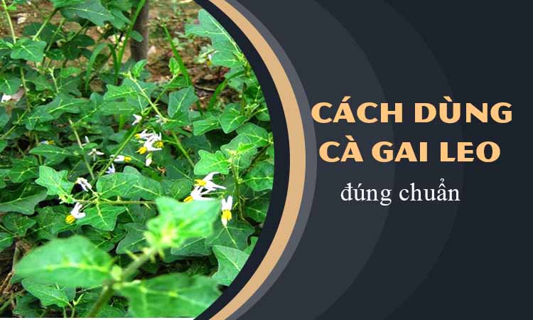 Lá Cà Gai Leo: Công dụng, cách dùng và những điều cần biết Gallery 2