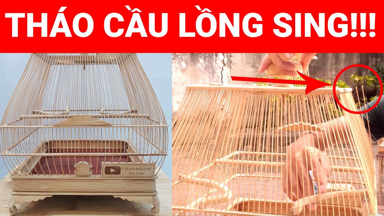 Lồng Đấu Chào Mào: Hướng Dẫn Chọn Lồng, Cách Sử Dụng và Kinh Nghiệm Gallery 2